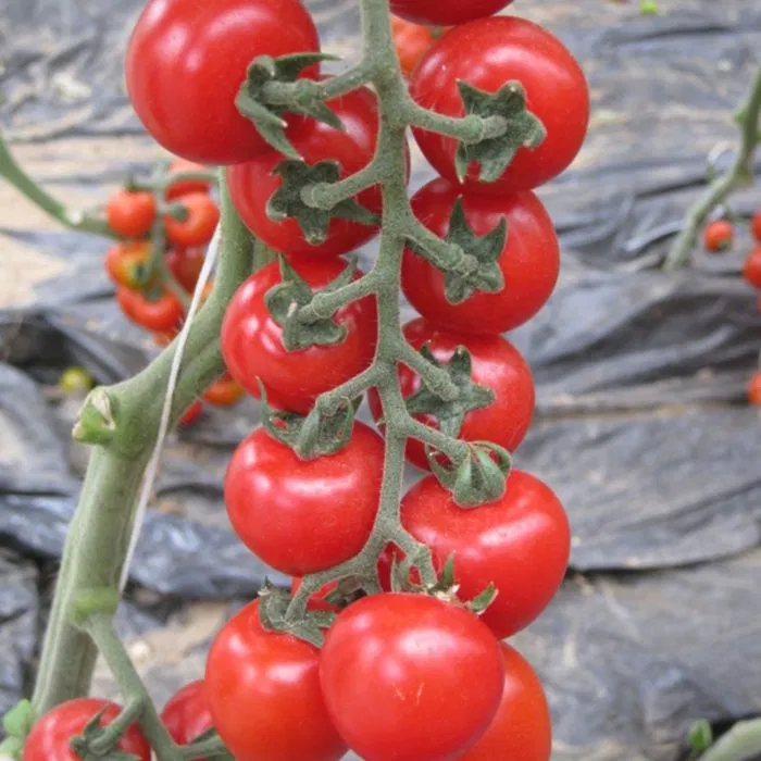 Seminte tomate cherry Yeniceri F1 (250 seminte)