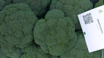 Seminte broccoli Orantes F1 2500 sem