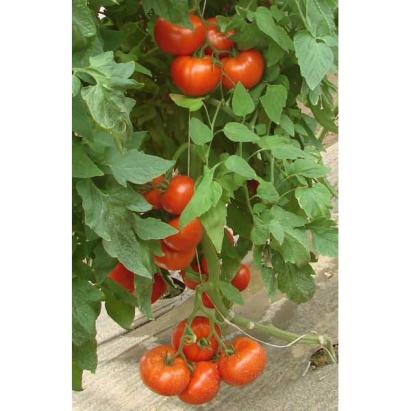 Seminte tomate Kiveli F1 100 sem