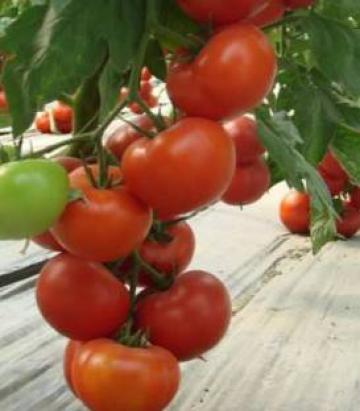 Seminte tomate Klass F1 500 sem