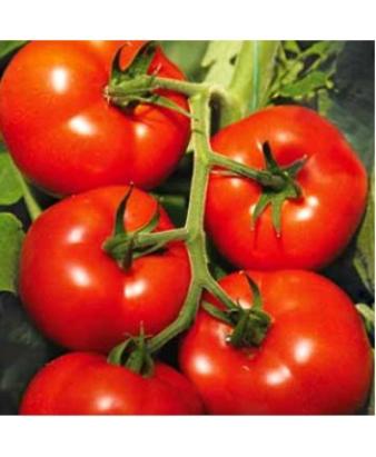 Seminte tomate Izmir F1 500 sem