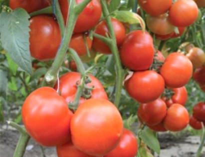 Seminte tomate extratimpurii Qualitet F1 500 sem
