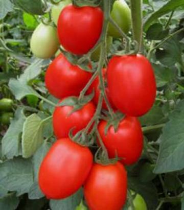 Seminte tomate Firmus F1 2500 sem