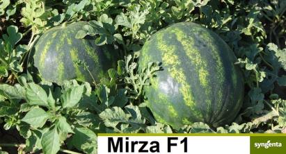 Seminte pepene verde Mirza F1 1000 sem