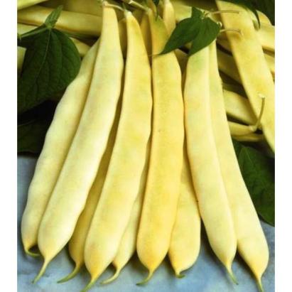 Seminte fasole lata galbena urcatoare Goldmarie PV 500 GR