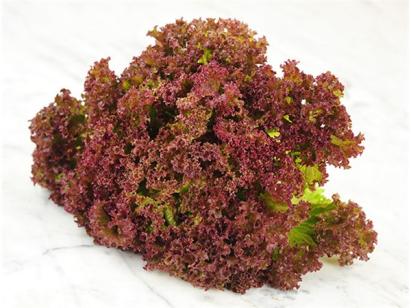 Seminte salata creata rosie Lollo Rossa PPZ 10 GR
