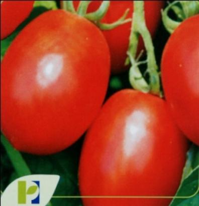 Seminte tomate Missouri PPZ 50 GR