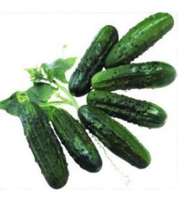 Seminte castraveti cornichon Regal F1 25 GR