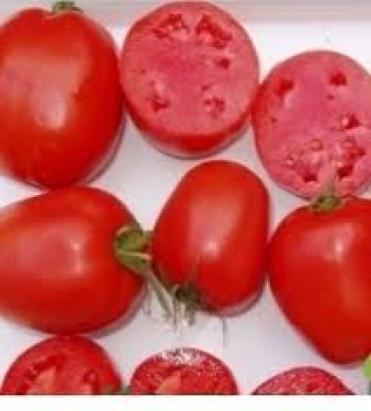 Seminte tomate Dyno F1 (1000 seminte)