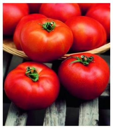 Seminte tomate Hector F1 (1000 seminte)