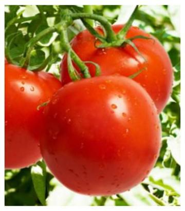 Seminte tomate Cristal F1 5 GR