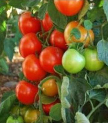 Seminte tomate Oasis F1 100 sem