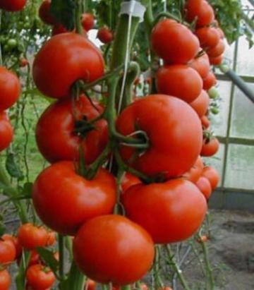 Seminte tomate Tamaris F1 (250 seminte)