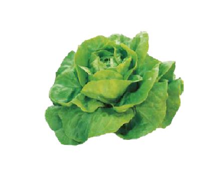 Seminte salata Justine 10 GR