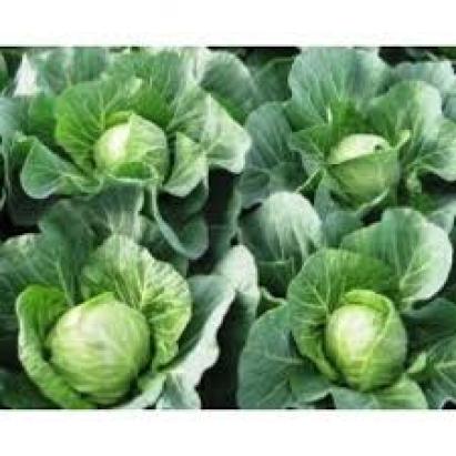 Seminte varza extratimpurie Constable F1 (1000 seminte)