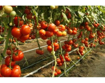 Seminte tomate Abellus F1 100 sem