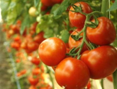 Seminte tomate Abellus F1 1000 sem