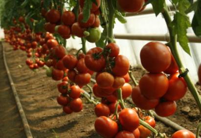 Seminte tomate Attiya F1 100 sem