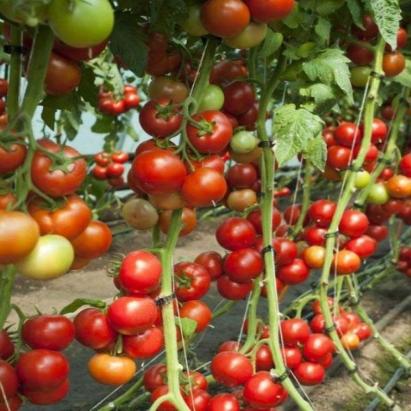 Seminte tomate Doufu F1 100 sem