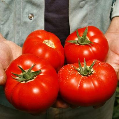 Seminte tomate Mahitos F1 100 sem