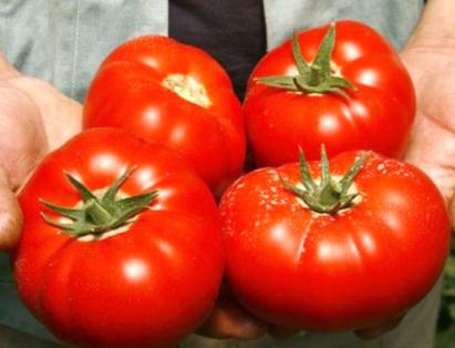 Seminte tomate Mahitos F1 1000 sem