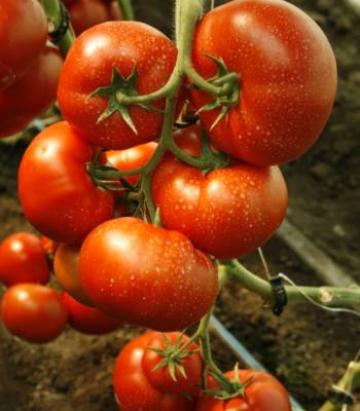 Seminte tomate Umagna F1 100 sem