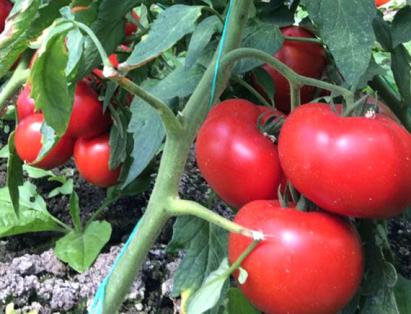 Seminte tomate extratimpurii Vasanta F1 1000 sem