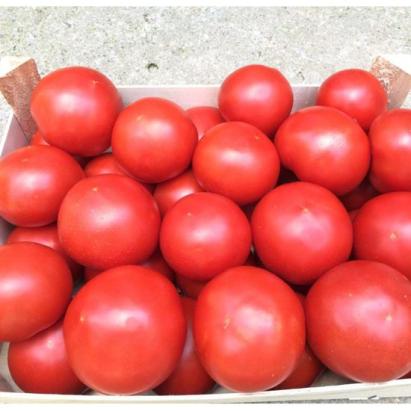Seminte tomate Zulfia F1 1000 sem