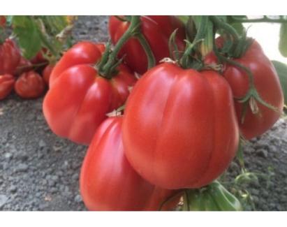 Seminte tomate Rugantino F1 100 sem