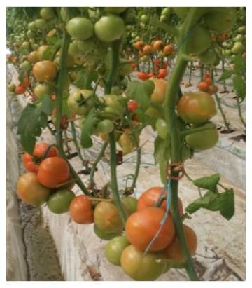Seminte tomate Agilis F1 500 sem