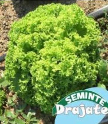 Seminte salata Dabi (5000 seminte) drajate