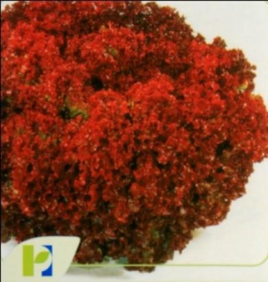 Seminte salata creata Lollo Rossa Horti Tops 2 GR