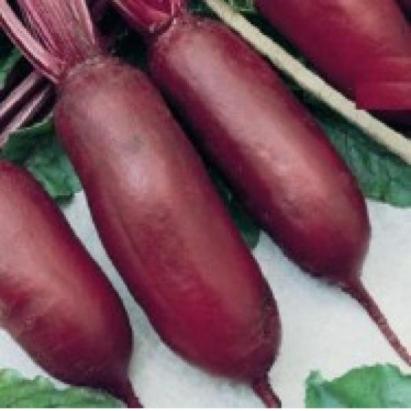 Seminte sfecla rosie Cylindra Horti Tops 5 GR