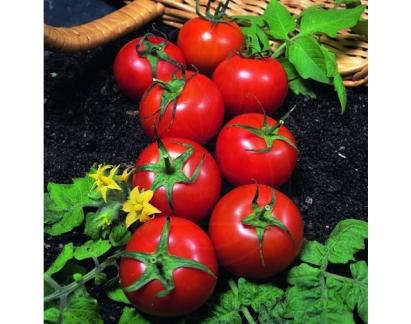 Seminte tomate St. Piere Horti Tops 1 GR