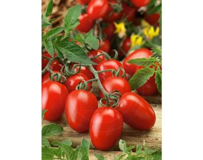 Seminte tomate Rio Grande Horti Tops 1 GR