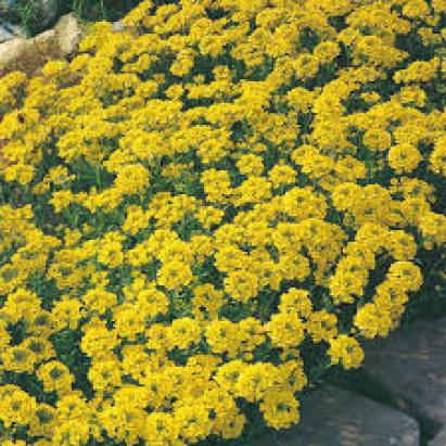 Seminte flori Ciucusoara Horti Tops 0.5 GR