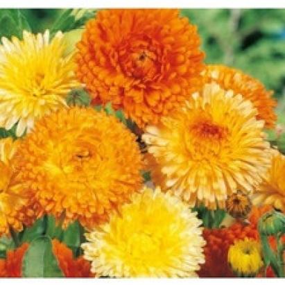 Seminte flori Galbenele Balls Orange Horti Tops 2 GR