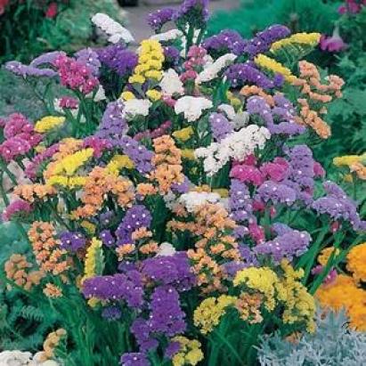 Seminte Flori de paie Horti Tops 1.5 GR