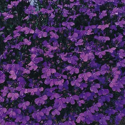 Seminte flori Lobelia Horti Tops 0.1 GR
