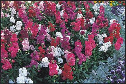 Seminte flori Mixandre Horti Tops 0.5 GR