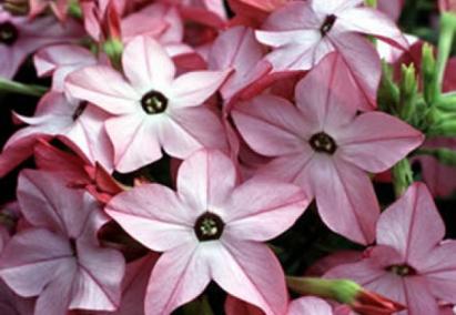 Seminte flori Regina noptii Horti Tops 0.08 GR