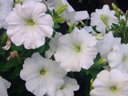 Seminte flori Petunia nana compacta alb Horti Tops 0.1 GR