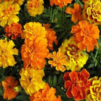 Seminte flori Craite Horti Tops 0.75 GR