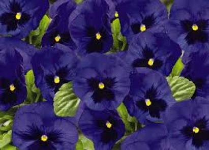 Seminte flori Panselute albastre Horti Tops 0.25 GR