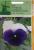 Seminte flori Panselute mov cu alb Horti Tops 0.25 GR