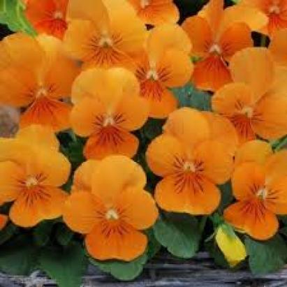 Seminte flori Panselute portocalii Horti Tops 0.25 GR