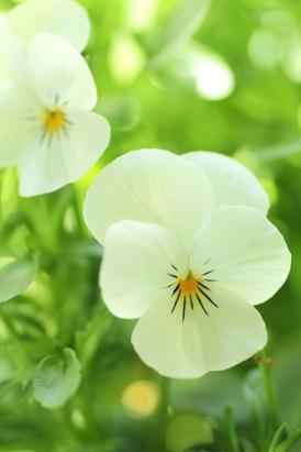 Seminte flori Panselute albe Horti Tops 0.25 GR