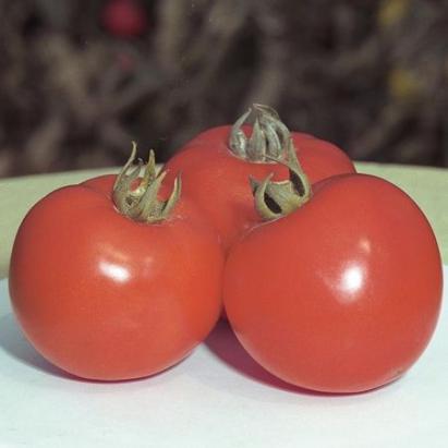 Seminte tomate Polfast F1 1000 sem