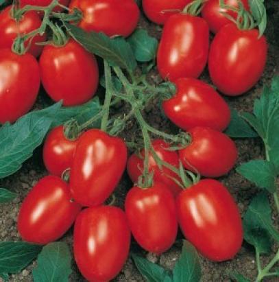 Seminte tomate Torquay F1 1000 sem