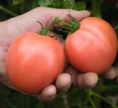 Seminte tomate Torbay F1 1000 sem
